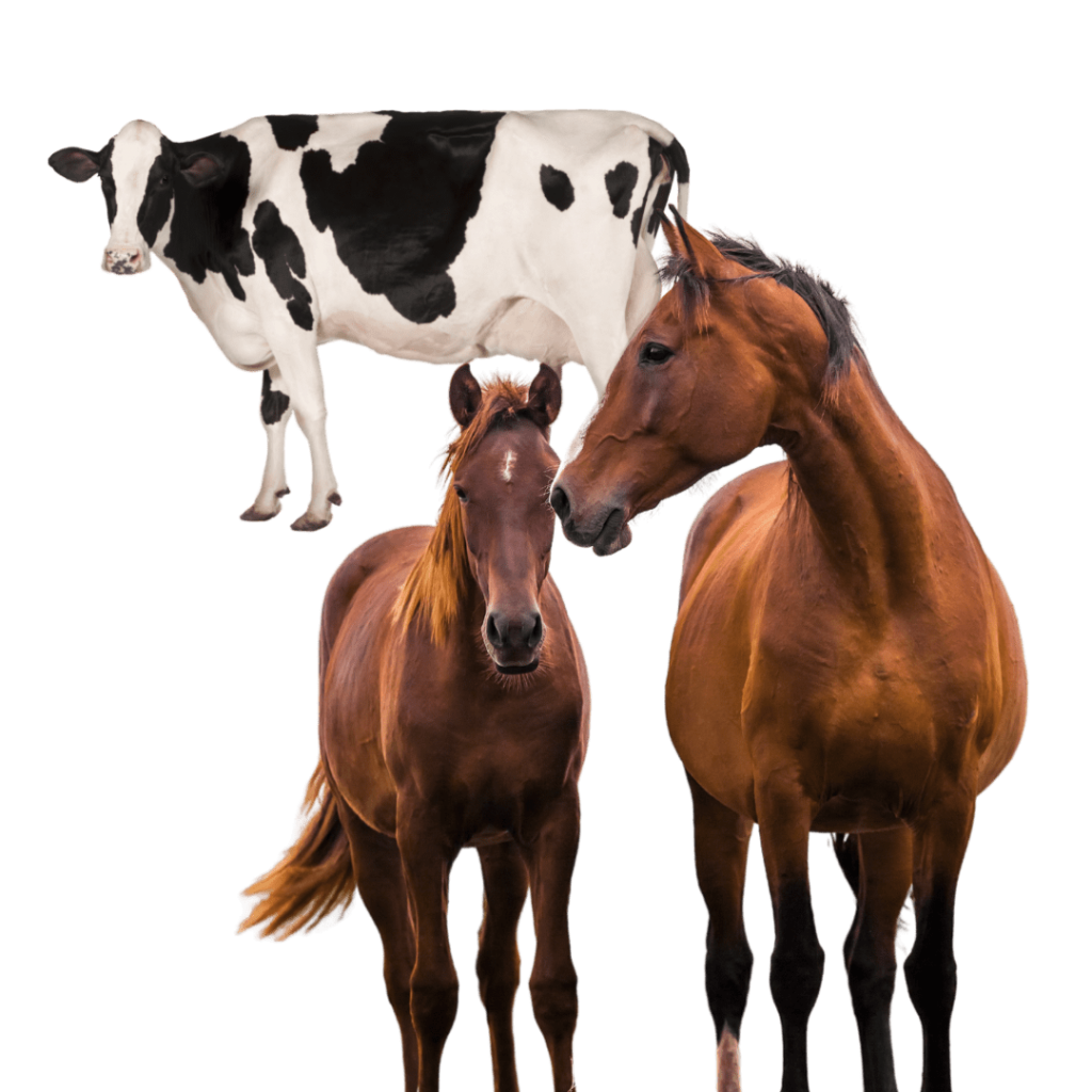 Kuh und Pferde min Haustiergesundheit, Produkte für Hunde und Katzen, Pferde, Vögel, kolloidales Silber, Silber, Nanotechnologie-System